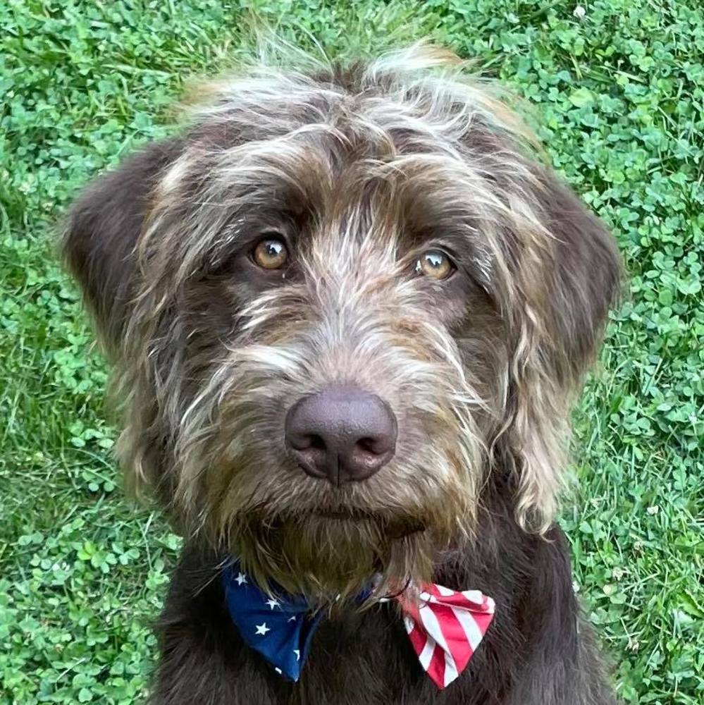 Meet your Posher, Moose